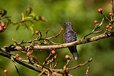 SteamDB发布2023年最热游戏榜单 《致命公司》登顶